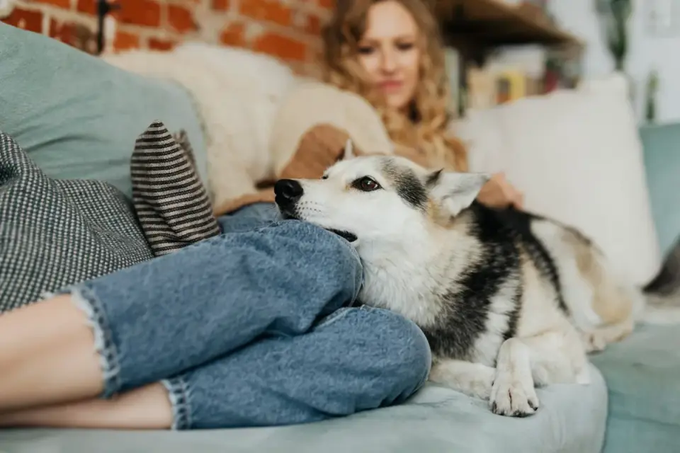 Dog resting beside an owner