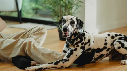 Dog resting beside an owner