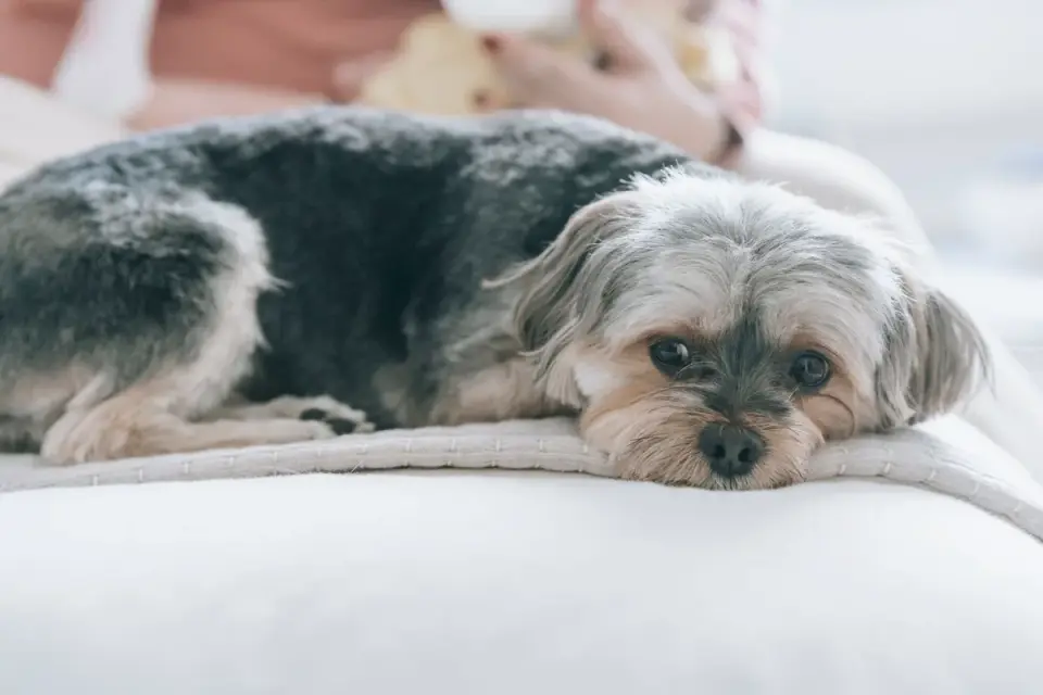 Dog resting during travel