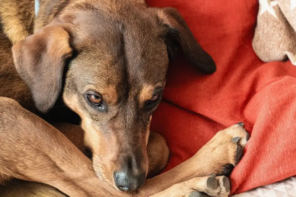 Dog resting during travel