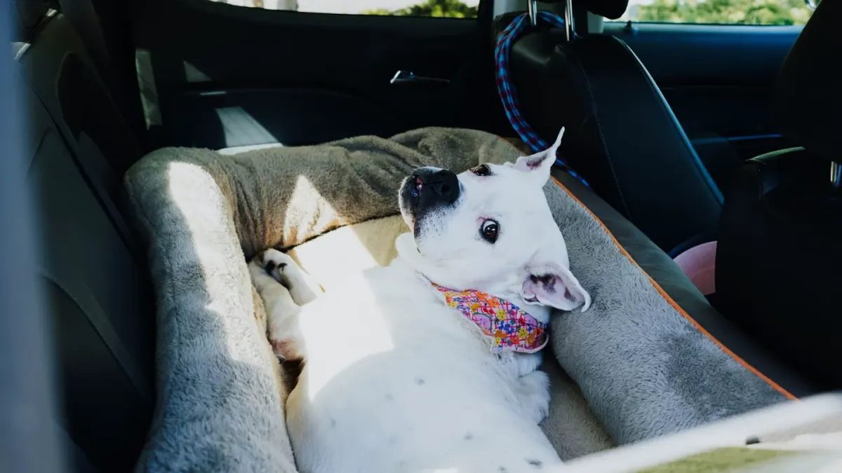 Dog resting during travel