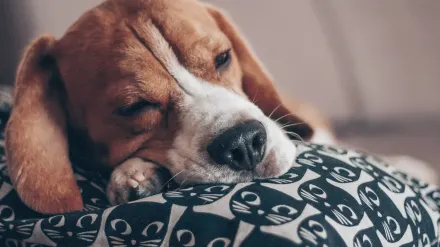 Dog resting during travel