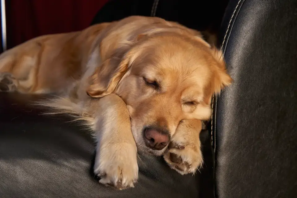 Dog resting during travel