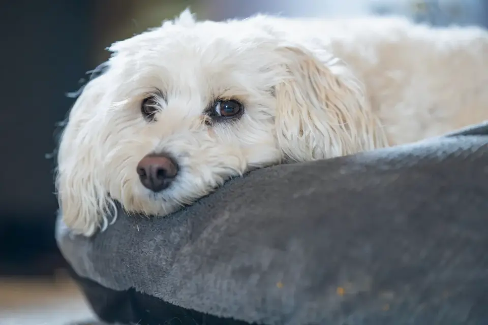 Dog resting during travel