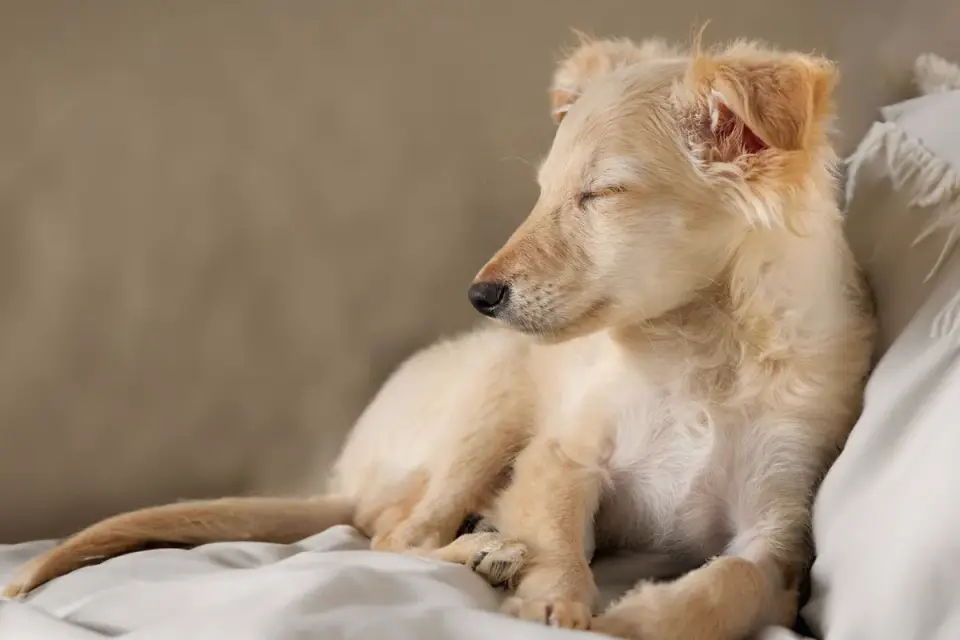 Dog resting home