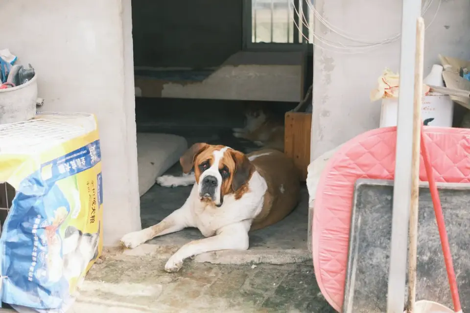 Dog resting home