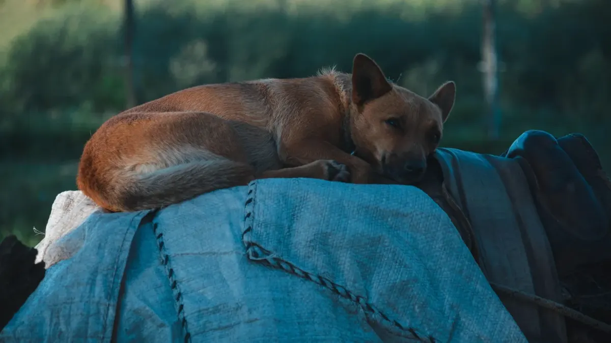 Dog resting home
