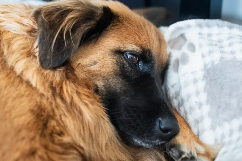 Dog resting home