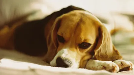 Dog resting home