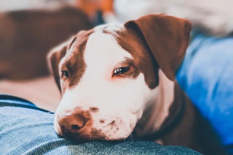 Dog resting home