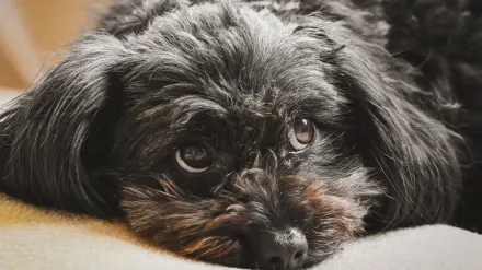 Dog resting home