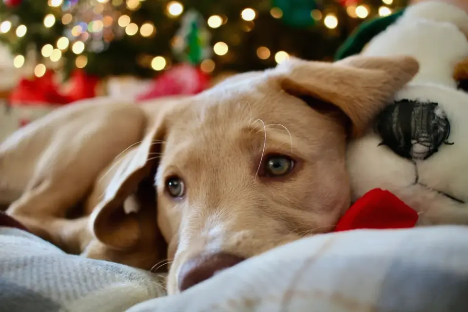 Dog resting living room