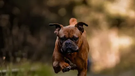 Dog running grass field
