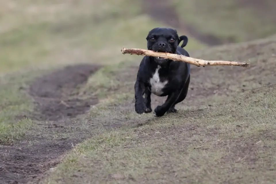 Dog running grass field