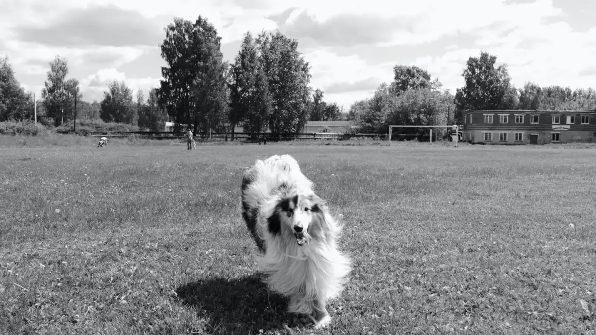 Dog running in a field