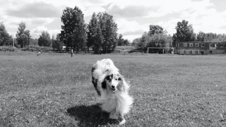 Dog running in a field