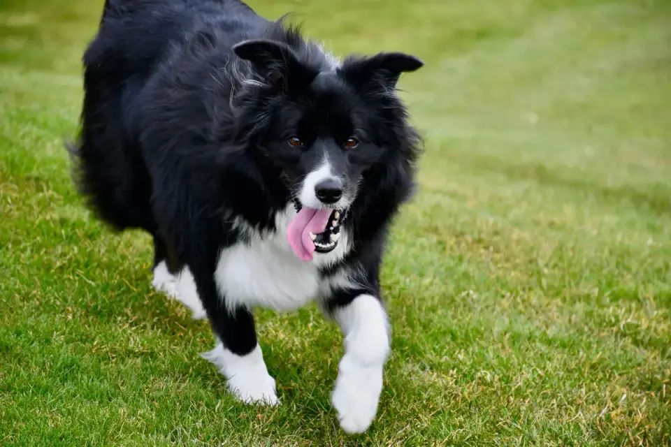 Dog running in a field