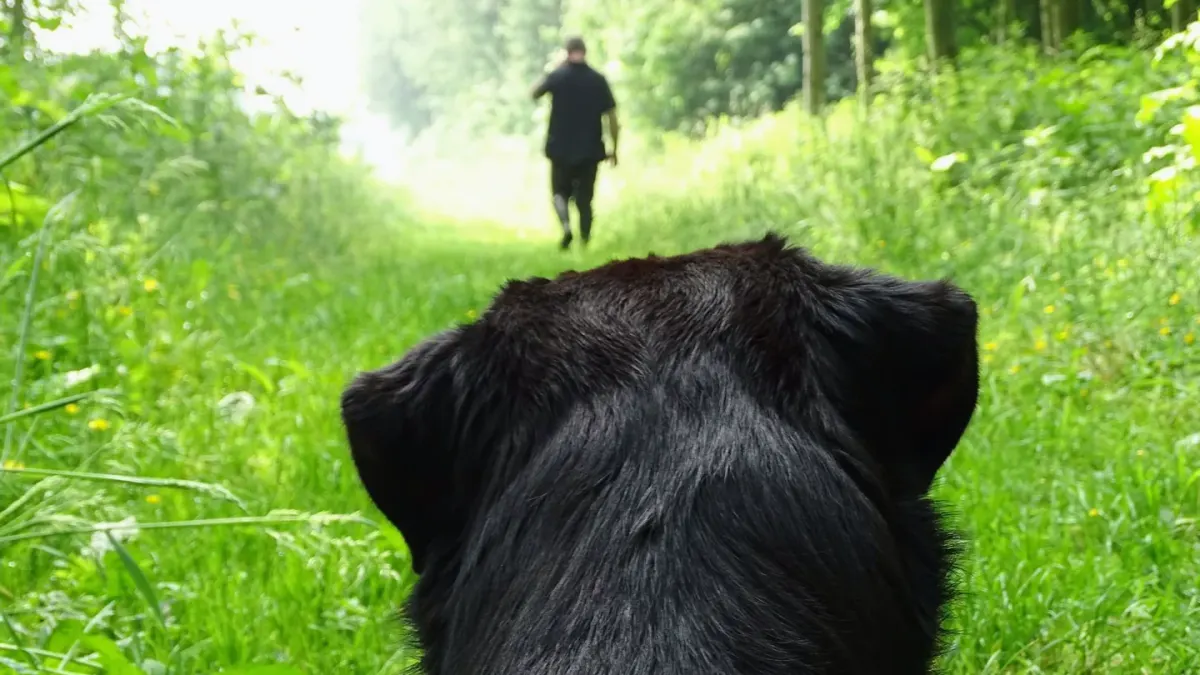Dog running with an owner