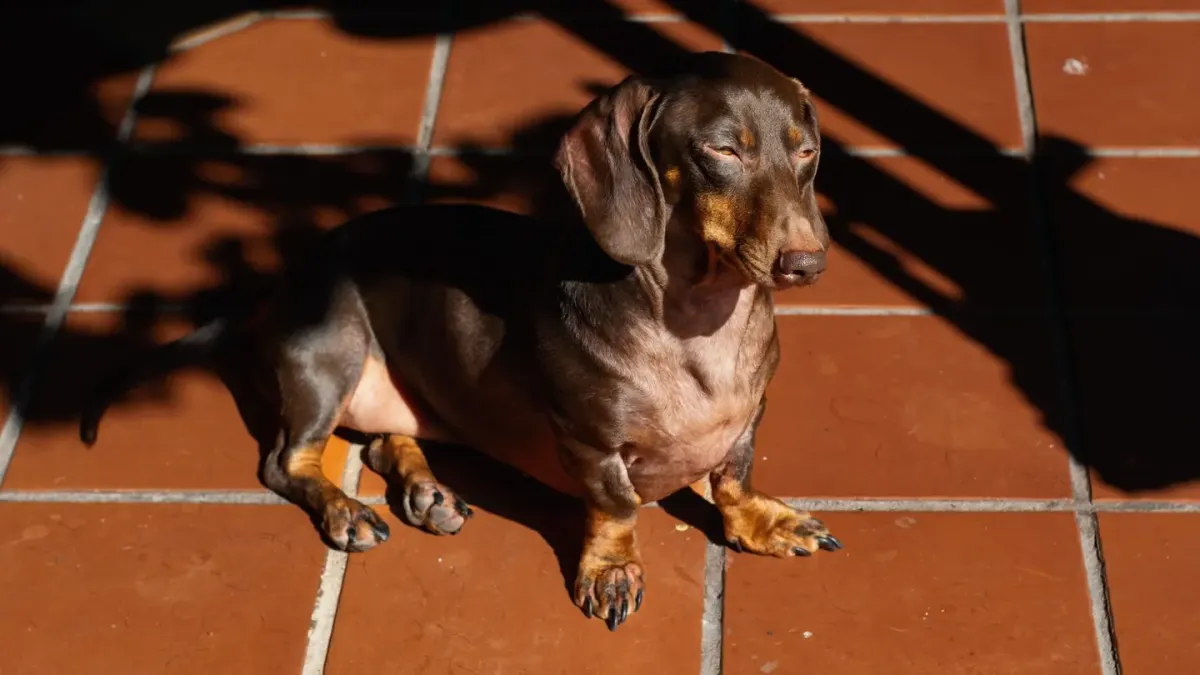 Dog sitting on a kitchen floor