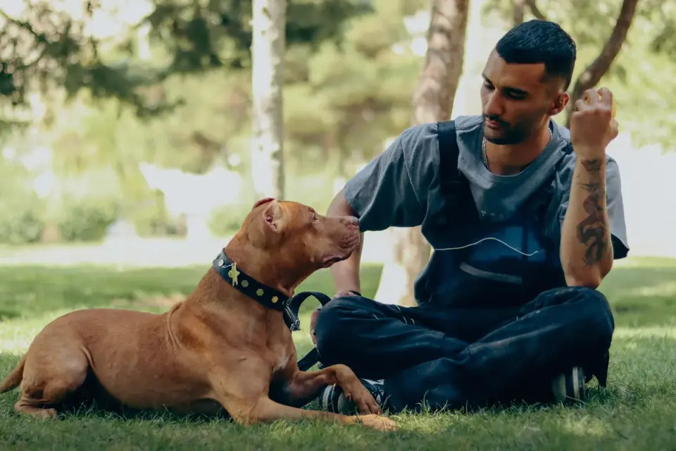 Dog sitting with an owner