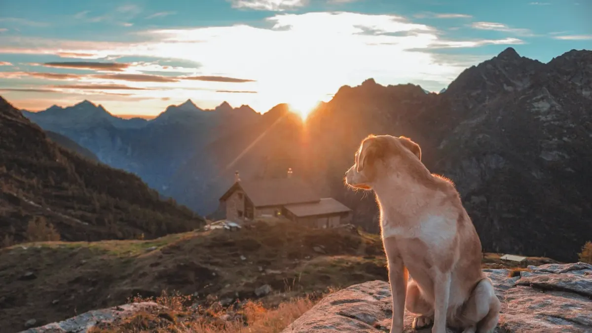 Dog sitting with an owner