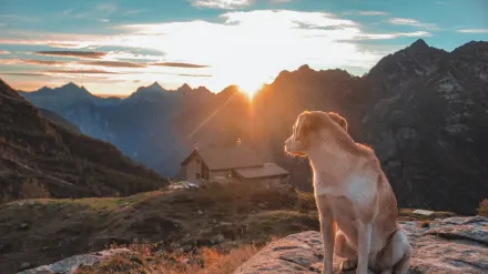 Dog sitting with an owner