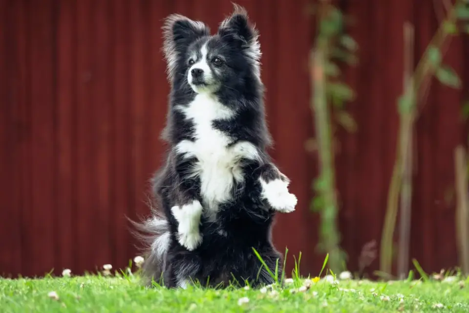 Dog sitting with an owner
