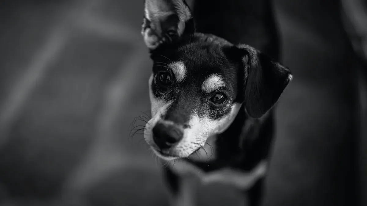 Dog standing indoors