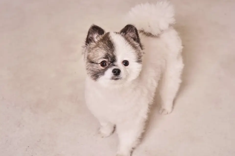 Dog standing indoors