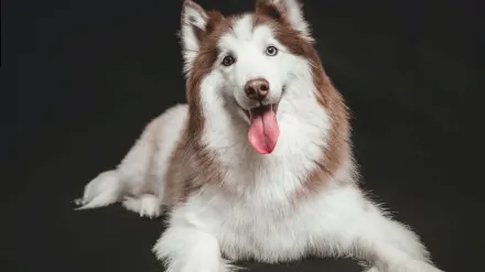 Dog standing indoors