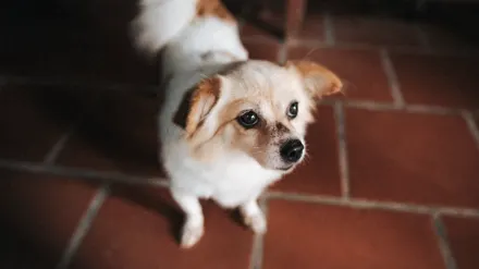 Dog standing up