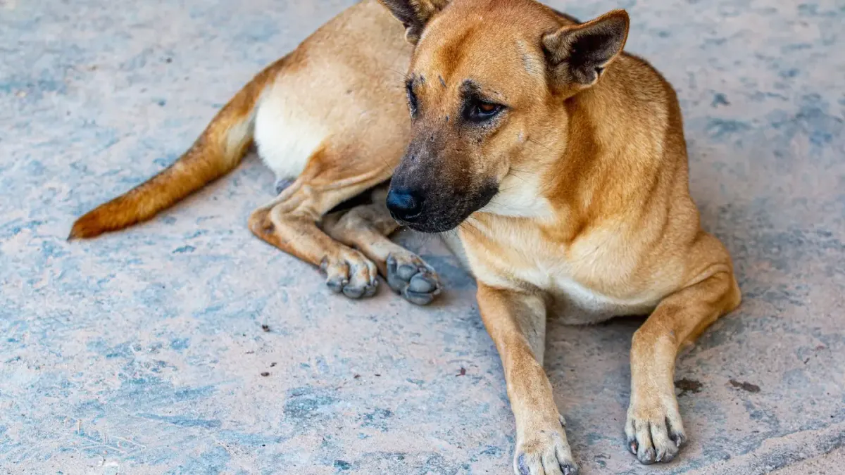 Dog standing up