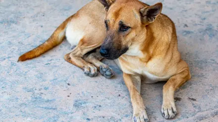 Dog standing up