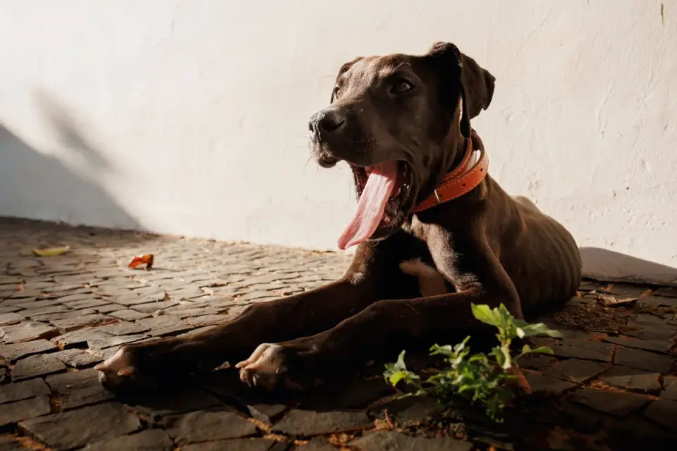 Dog stretching indoors