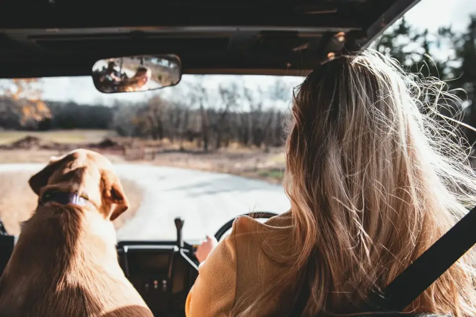 Dog traveling with an owner