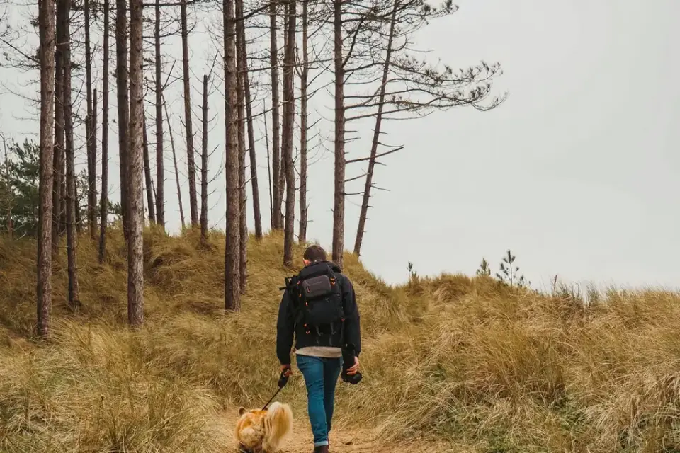 Dog traveling with an owner