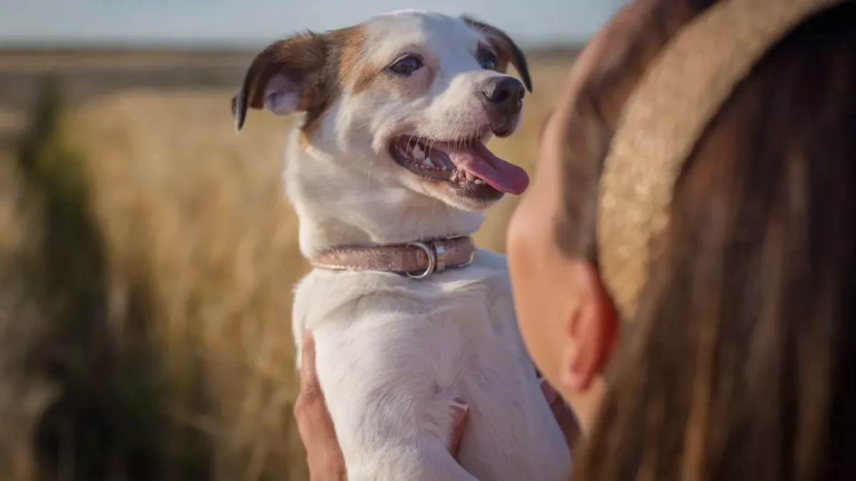 Dog traveling with an owner