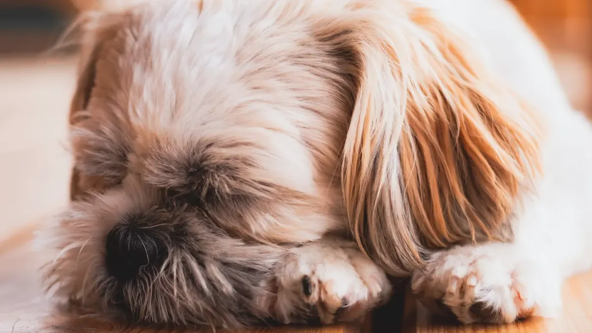 Dog under furniture