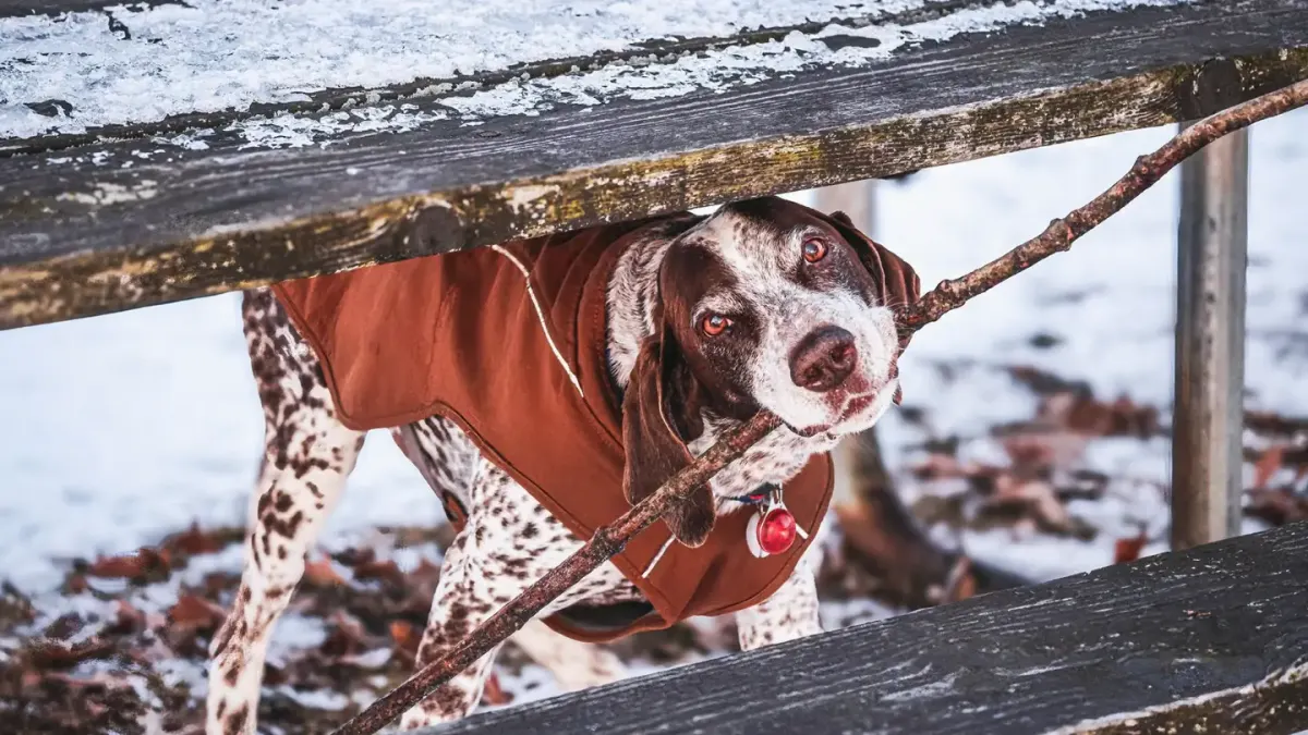 Dog under furniture