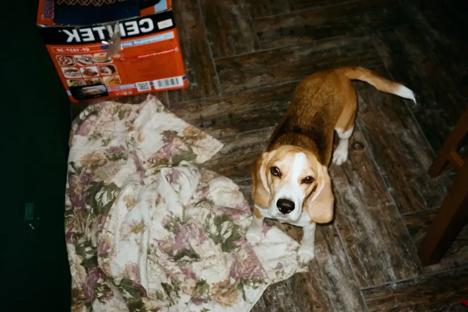Dog under furniture