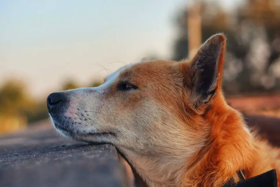 Dog waiting beside a bowl