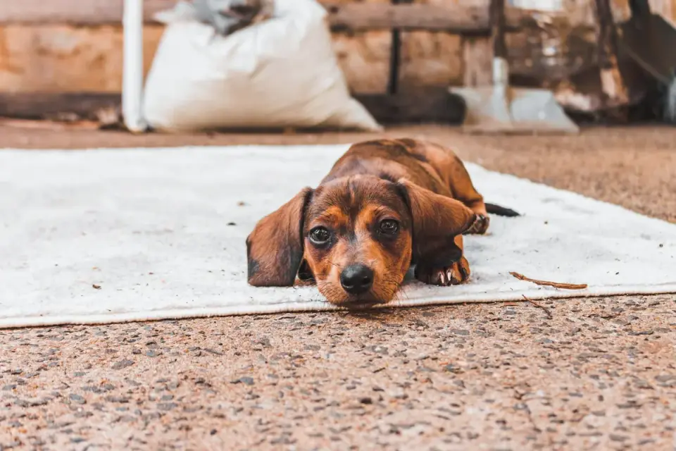 Dog waiting beside a bowl