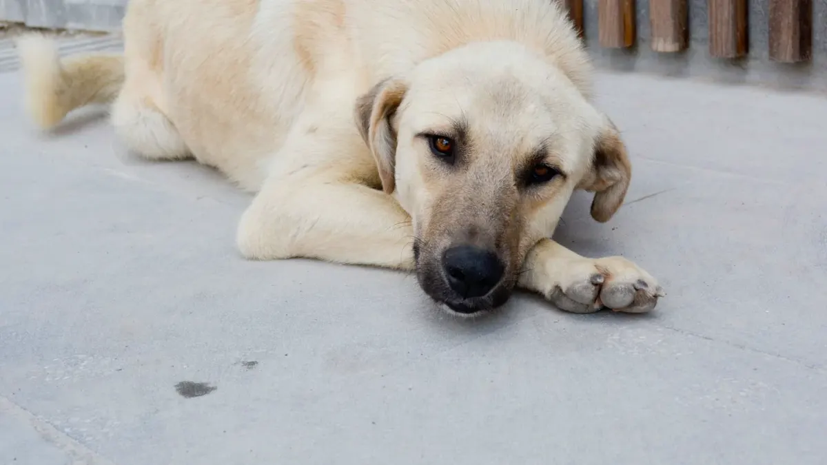Dog waiting beside a bowl
