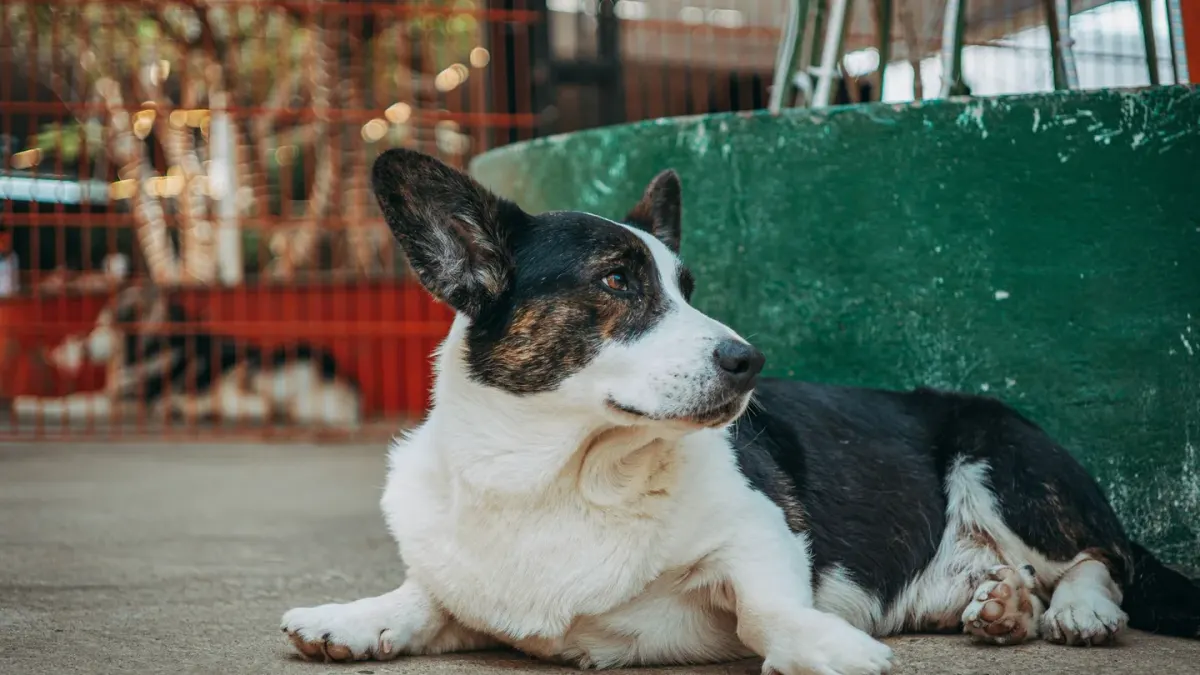 Dog waiting beside a bowl
