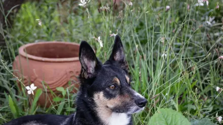 Dog waiting beside food bowl