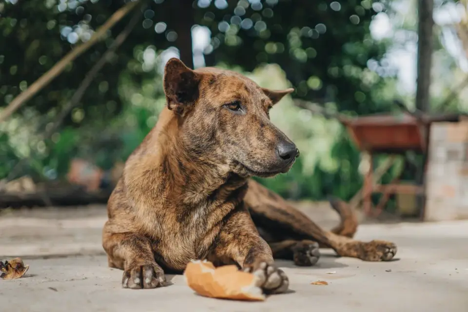 Dog waiting beside food bowl