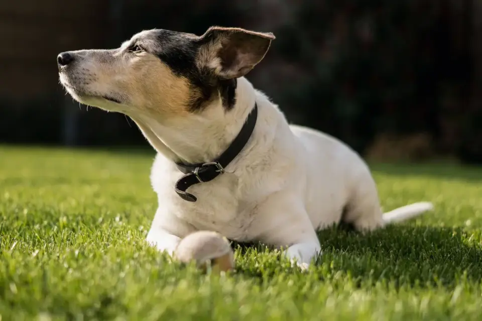 Dog waiting beside food bowl