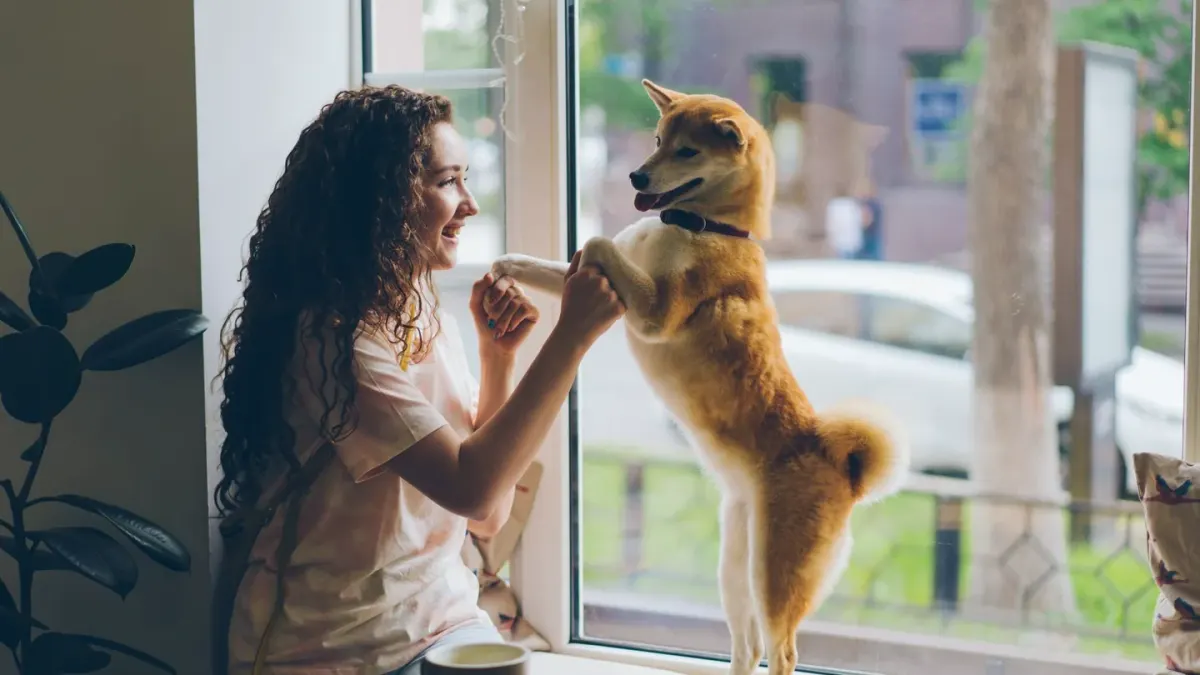Dog waiting indoors