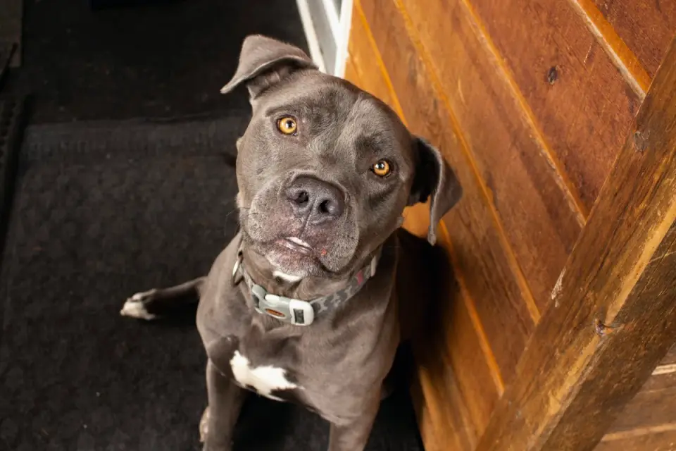 Dog waiting indoors