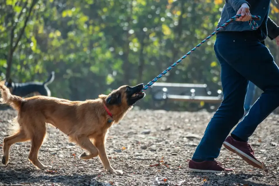 Dog walking outdoors